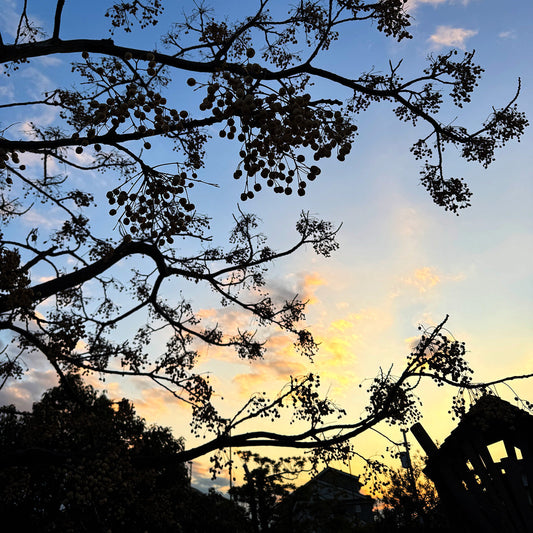 あけましておめでとうございます